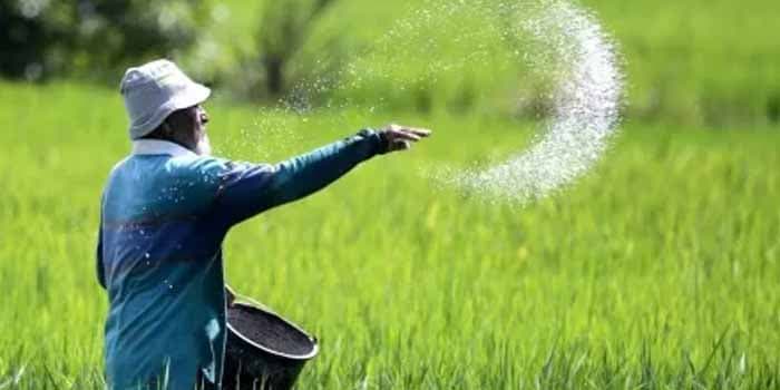 Kejar Target Akhir Tahun, Realisasi Pupuk Subsidi di Sumsel Capai 82 Persen